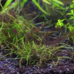 重度　成長している水草の葉に黒髭コケが発生する